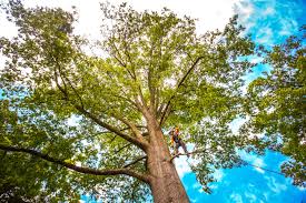 Best Tree and Shrub Care  in Bon Secour, AL