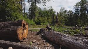 Bon Secour, AL Tree Removal Company