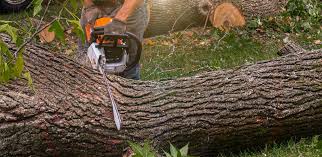 Best Lawn Pest Prevention  in Bon Secour, AL