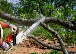 Best Tree Risk Assessment  in Bon Secour, AL