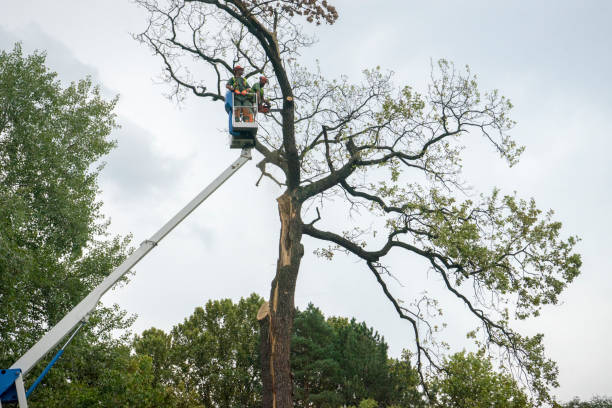 Best Tree and Shrub Care  in Bon Secour, AL